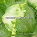 F1 Hybrid Buttercrunch Lettuce Seeds For Sowing
